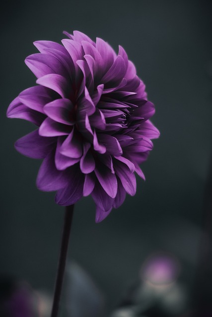 purple flower, aesthetic, mood board, inspirational